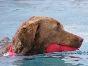 water, apport, Chesapeake Bay retriever