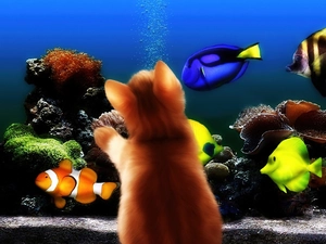 aquarium, kitten, fishes