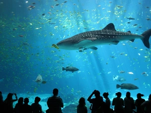 shark, aquarium, Japan, of whale