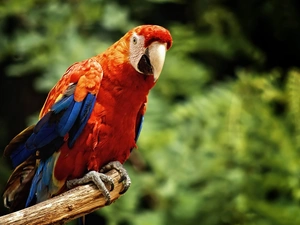 parrot, red, Blue, ara
