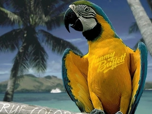 parrot, True, Color, ara