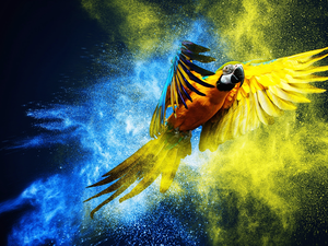 ara, graphics, parrot