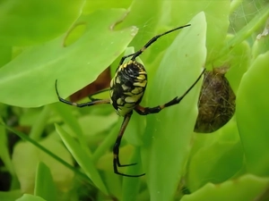 Spider, Leaf, cocoon, Argiope