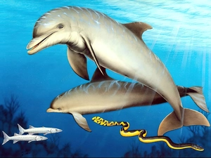 Art, dolphins, fish