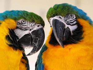 Ary, Two, Parrots