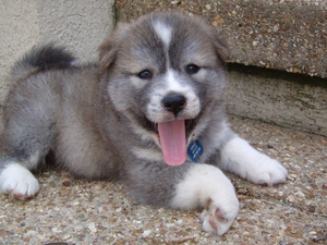 Central Asian Shepherd, young, doggy