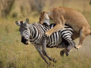 atack, Zebra, Lioness