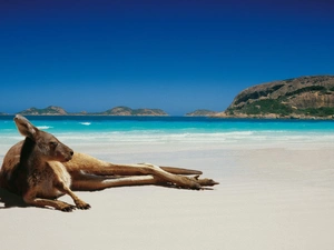 Australia, kangaroo, Beaches