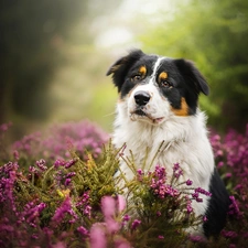 heather, Australian Shepherd, Australian Shepherd