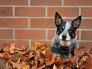 wall, Australian cattle dog, Leaf