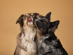 Border Collie, snuggled, Australian Shepherd