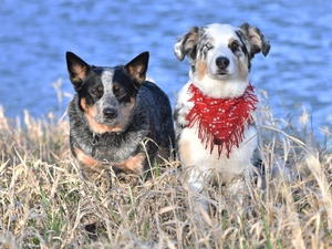 Australian cattle dog, Two cars, dry, grass, Border Collie, Dogs