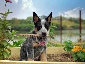Australian cattle dog