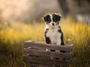 box, honeyed, Miniature Australian Shepherd Dog
