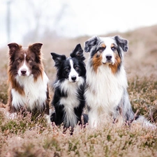 Three, Border Collie, Australian Shepherd, Dogs