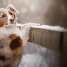 Fance, dog, Australian Shepherd