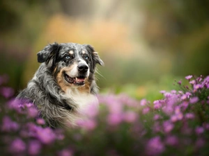 Australian Shepherd, Flowers