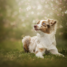 Australian Shepherd, dog, grass, Bush, Meadow, Puppy