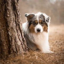 grass, trees, Australian Shepherd