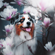 Magnolias, dog, Australian Shepherd