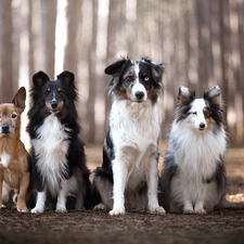 Dogs, shetland Sheepdog, Australian Shepherd, mongrel