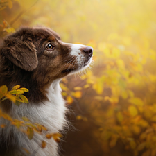 muzzle, Leaf, Australian Shepherd, Australian Shepherd, dog