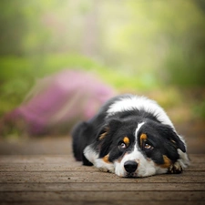 podium, lying, Australian Shepherd