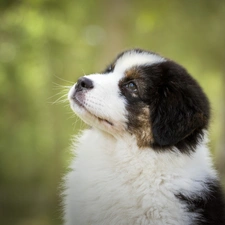 Australian Shepherd, Puppy, Australian Shepherd