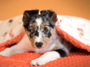 dog, Border Collie, duvet, Puppy