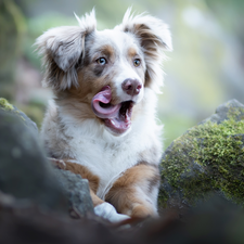 dog, Australian Shepherd, tongue, Puppy