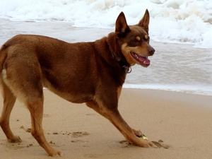 Waves, Australian Shepherd - Kelpie, Sand
