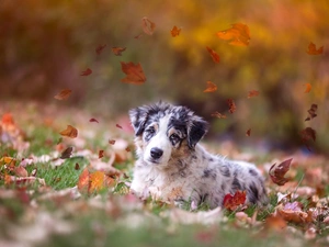 Australian, dog, Autumn, sheep-dog, autumn, The look, Leaf