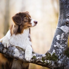 Australian Shepherd, trees