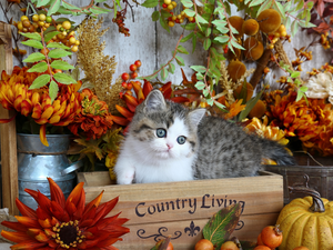 cat, small, Autumn, decor, box, kitten