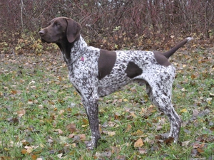 German Shorthaired Pointer, autumn