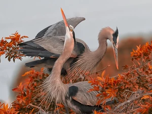 autumn, herons