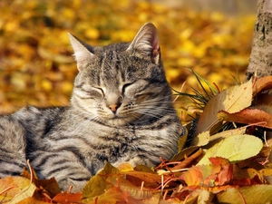 autumn, cat, Leaf