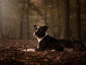 Autumn, Leaf, Amstaff, forest, dog