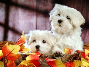 White, Autumn, Leaf, Bichon frise