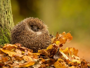 forest, autumn, Leaf, trees, hedgehog
