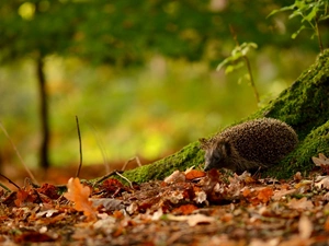 autumn, hedgehog, Leaf