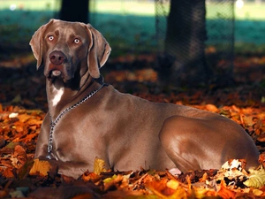 autumn, Weimaraner, Leaf