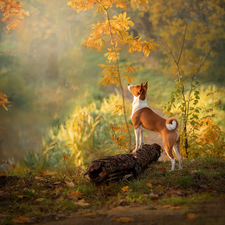 log, dog, Leaf, autumn, Sapling, Basenji