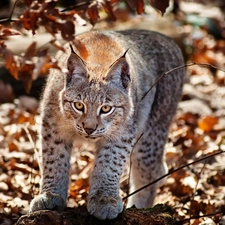 Lynx, Leaf, autumn, forest