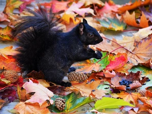 cones, autumn, squirrel, Leaf, black