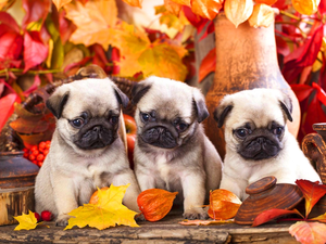 Puppies, Three, Leaf, autumn, pugs, sweet