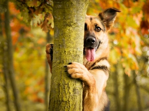 autumn, dog, trees