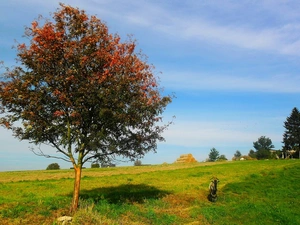 trees, grass, goat, autumn