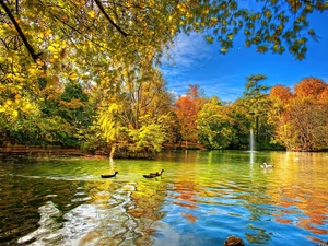 lake, autumn, viewes, ducks, trees