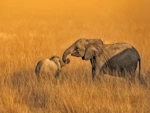 Elephants, baby elephant, grass, mother
